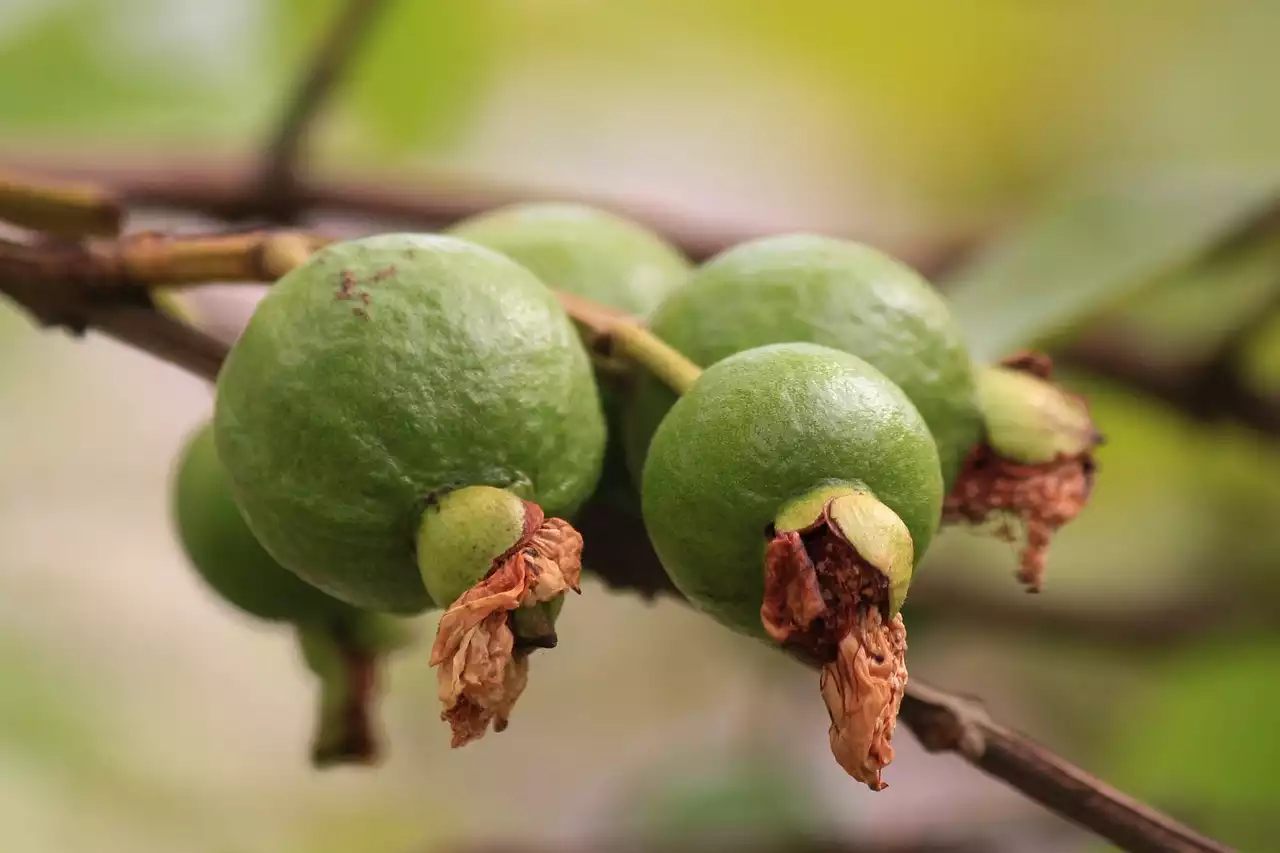 Por que a toupeira é mais do que apenas um molho: um mergulho profundo na tradição culinária do México